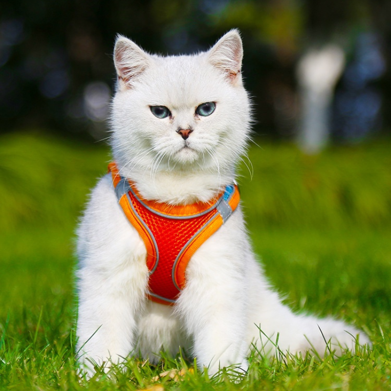 Herman | Veilige En Innovatieve | Kattenharnas Set